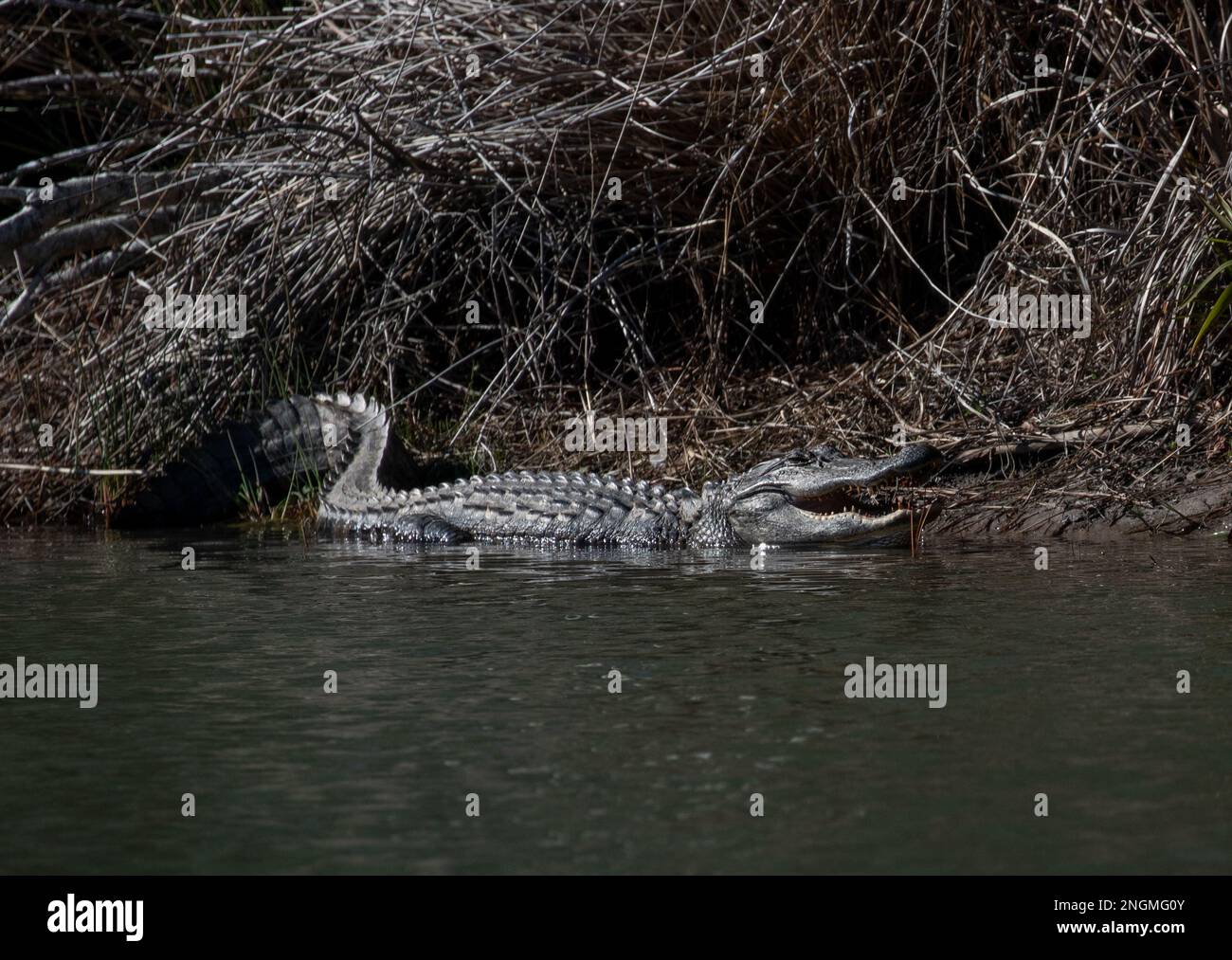 North American Alligator near a pond in North Carolina Stock Photo Alamy