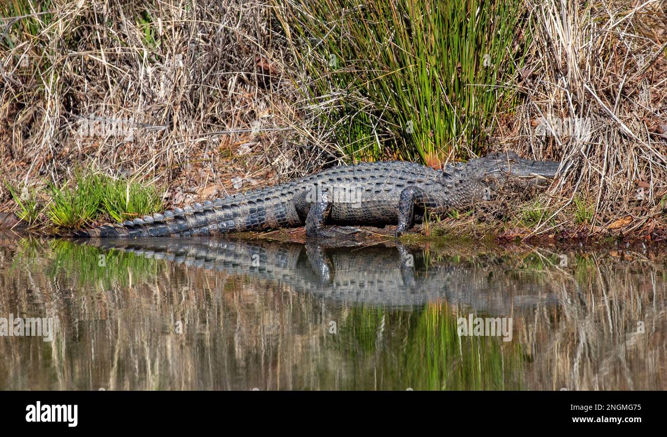 North American Alligator near a pond in North Carolina Stock Photo Alamy