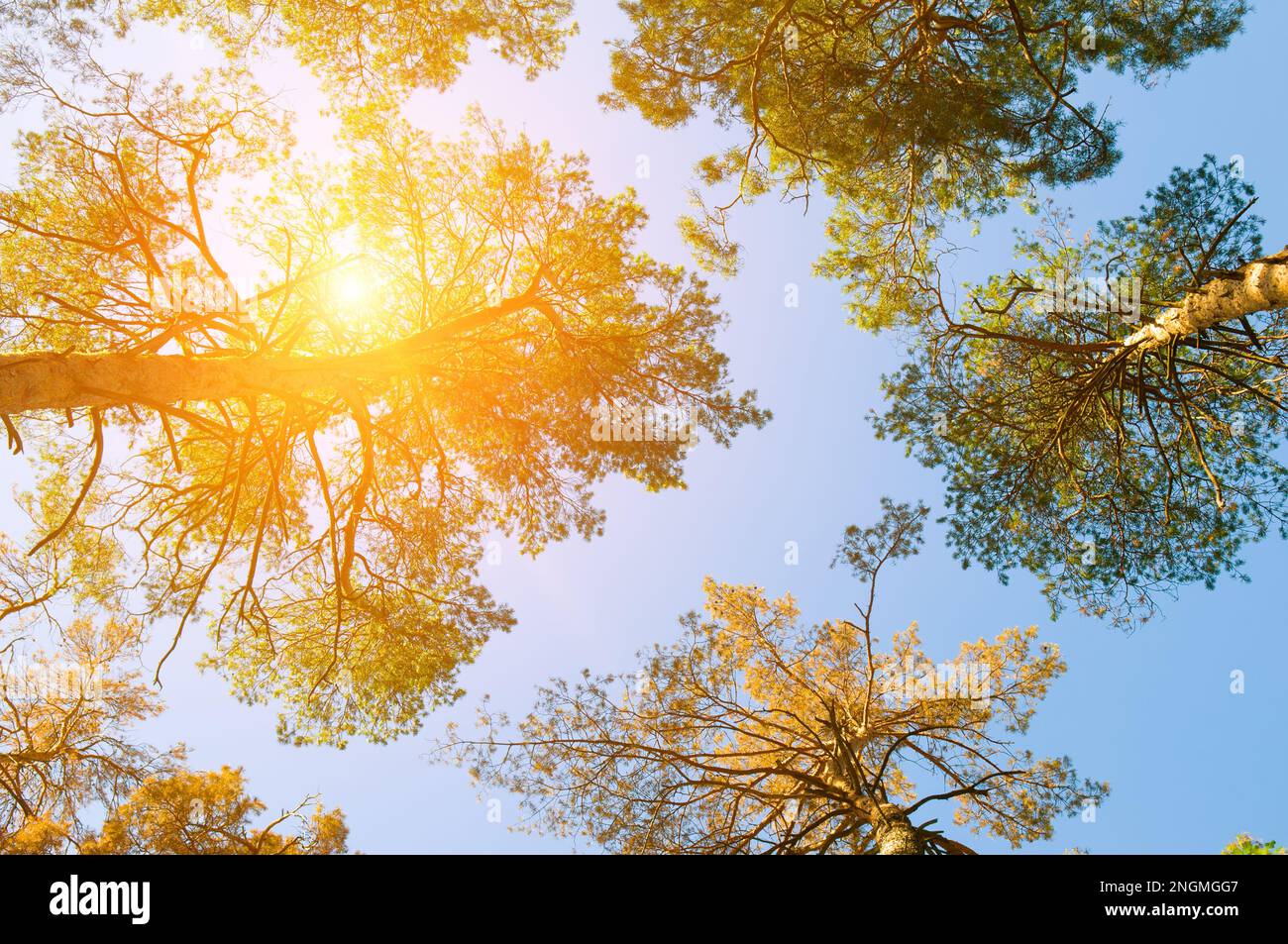 Crowns of pine trees against the blue sky and bright sun Stock Photo ...