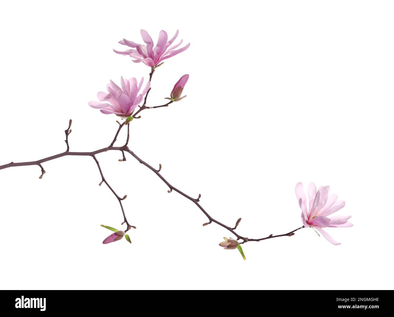 Magnolia tree branch with beautiful flowers isolated on white Stock ...