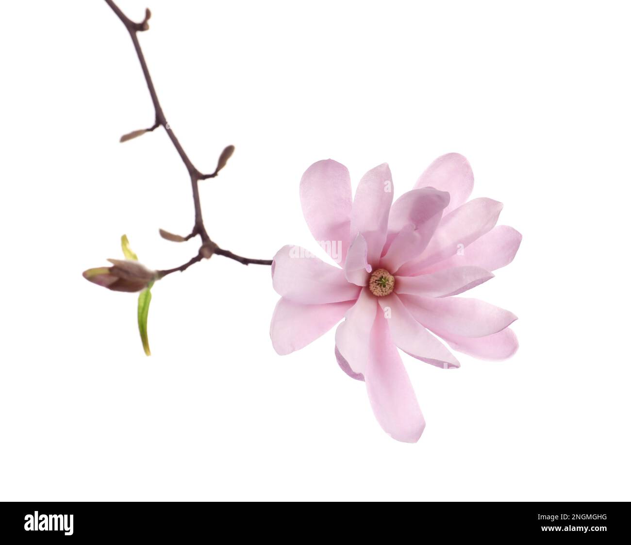 Magnolia tree branch with beautiful flower isolated on white Stock ...