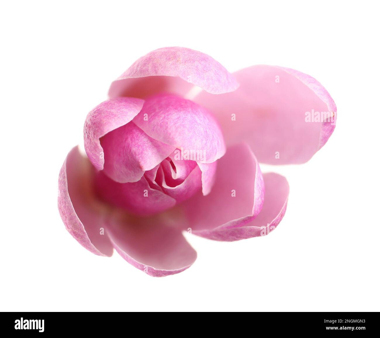 Beautiful pink magnolia flower isolated on white Stock Photo - Alamy