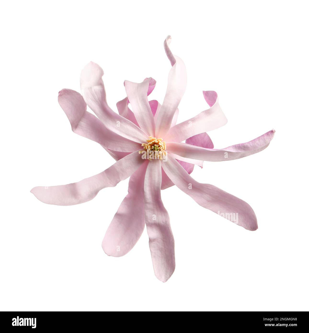 Beautiful pink magnolia flower isolated on white Stock Photo - Alamy
