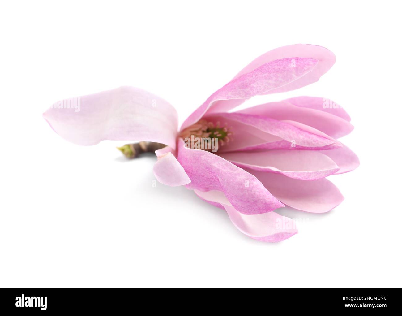 Beautiful pink magnolia flower isolated on white Stock Photo - Alamy