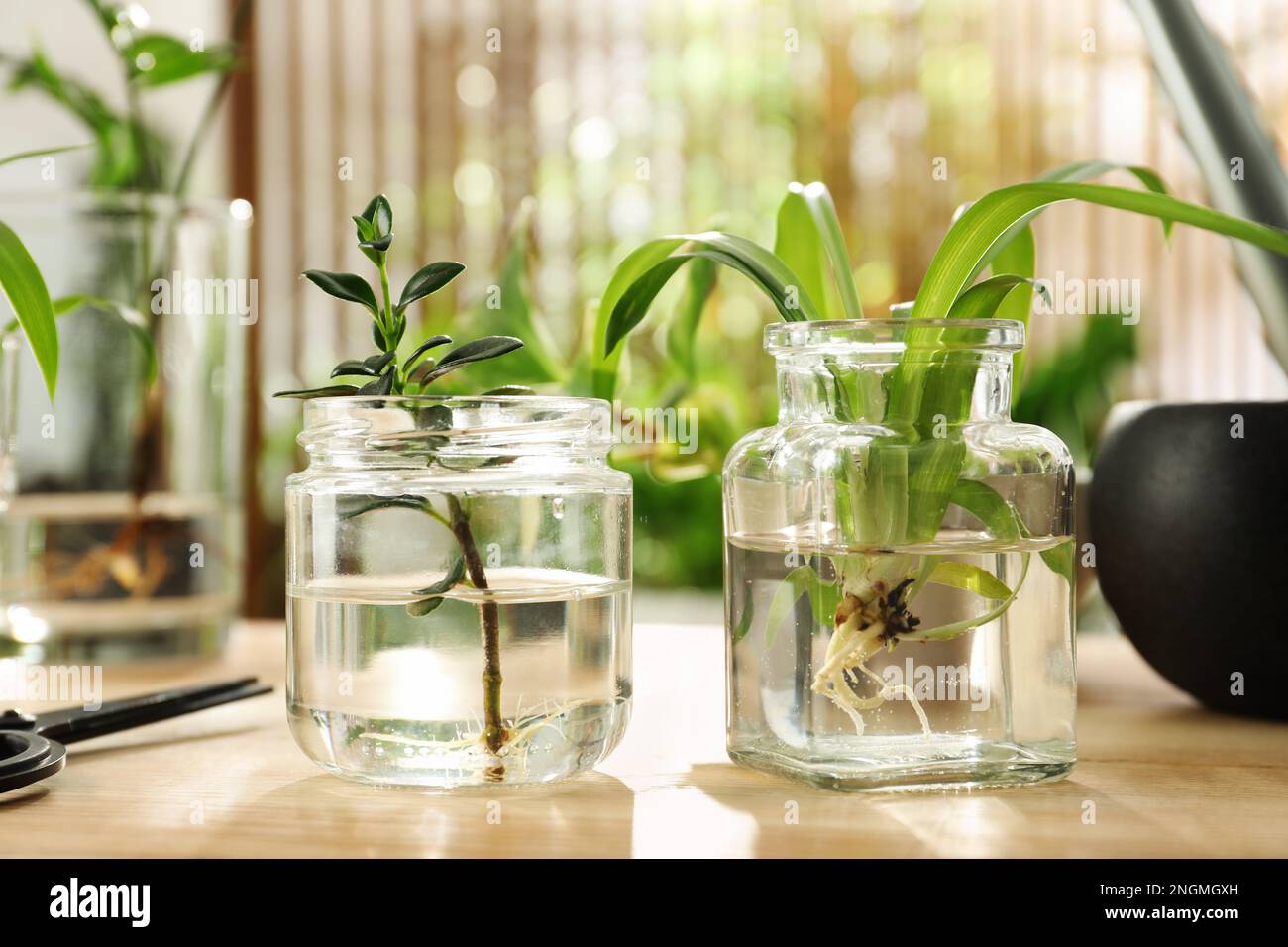 Exotic house plants in water on wooden table Stock Photo