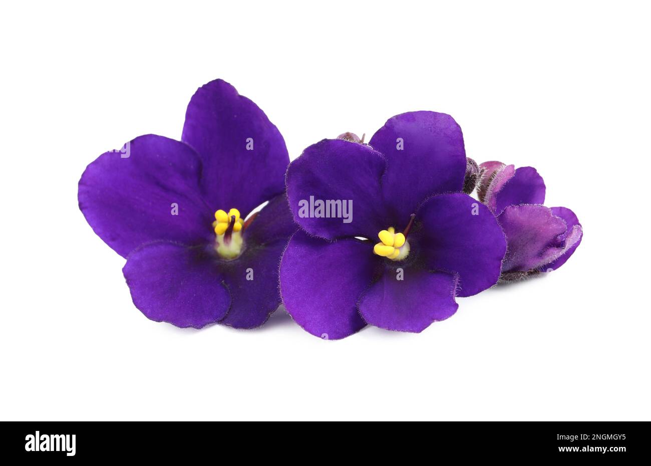 Purple flowers of violet plant isolated on white Stock Photo