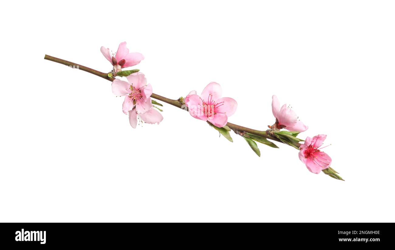 Beautiful sakura tree branch isolated on white Stock Photo