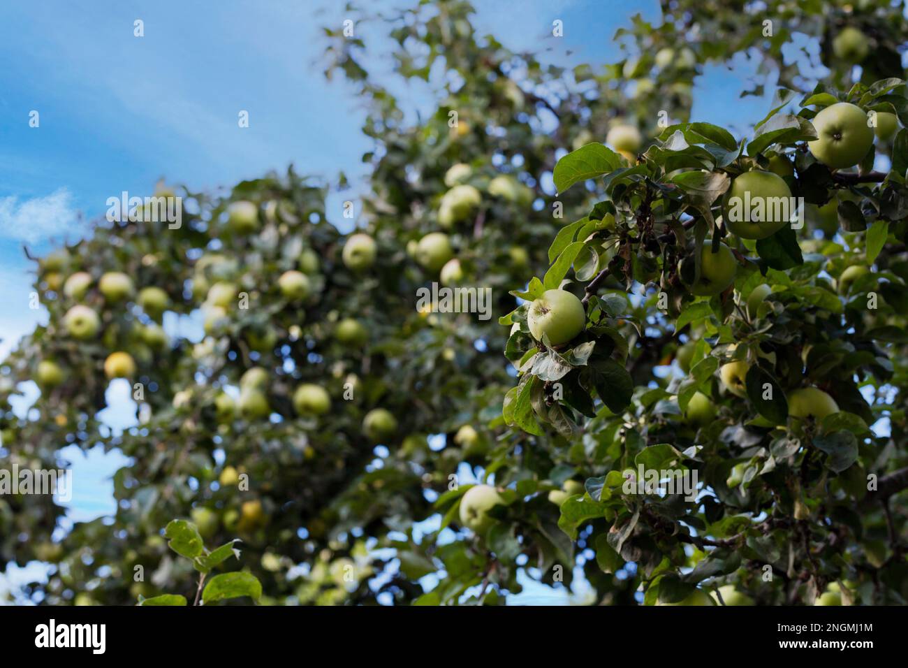 there are lots of apples in sour green apple tree,fruity apple tree,natural orchard Stock Photo