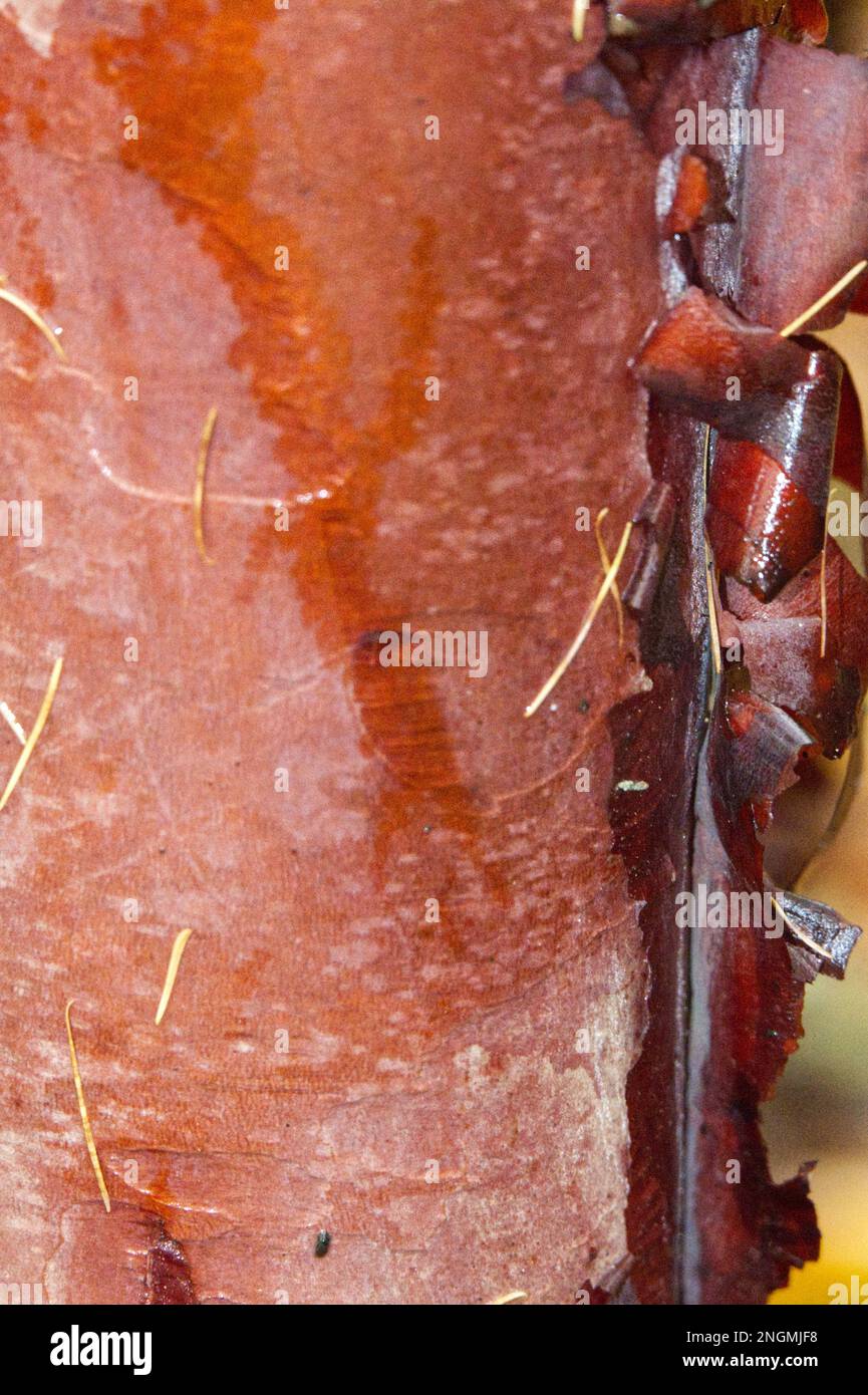 Close up of the brilliantly coloured red winter bark of rhododendron barbatum in November Stock Photo