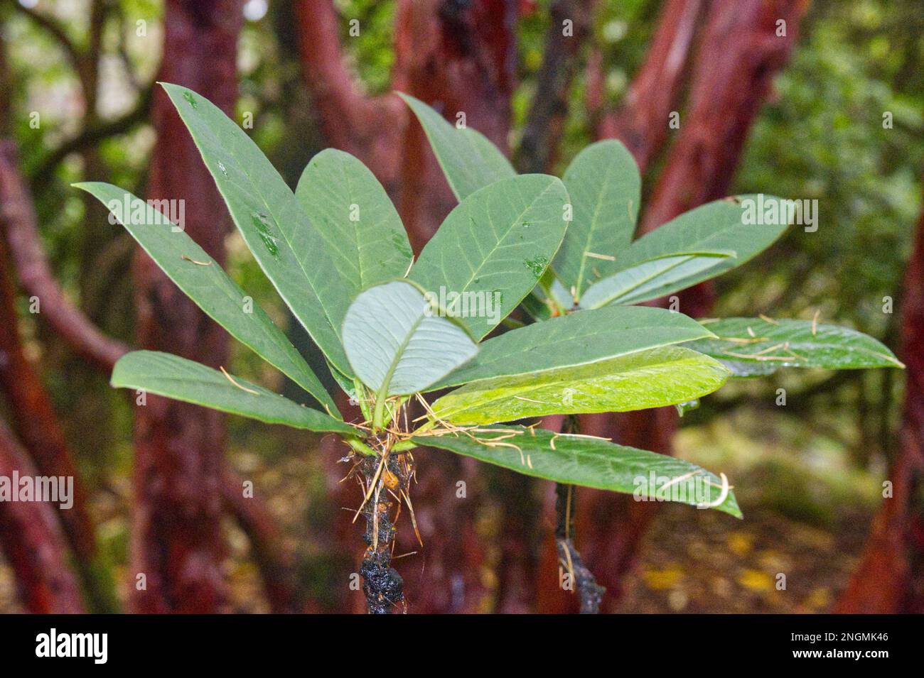 Foliage and brilliantly coloured red winter stems of rhododendron barbatum in November Stock Photo