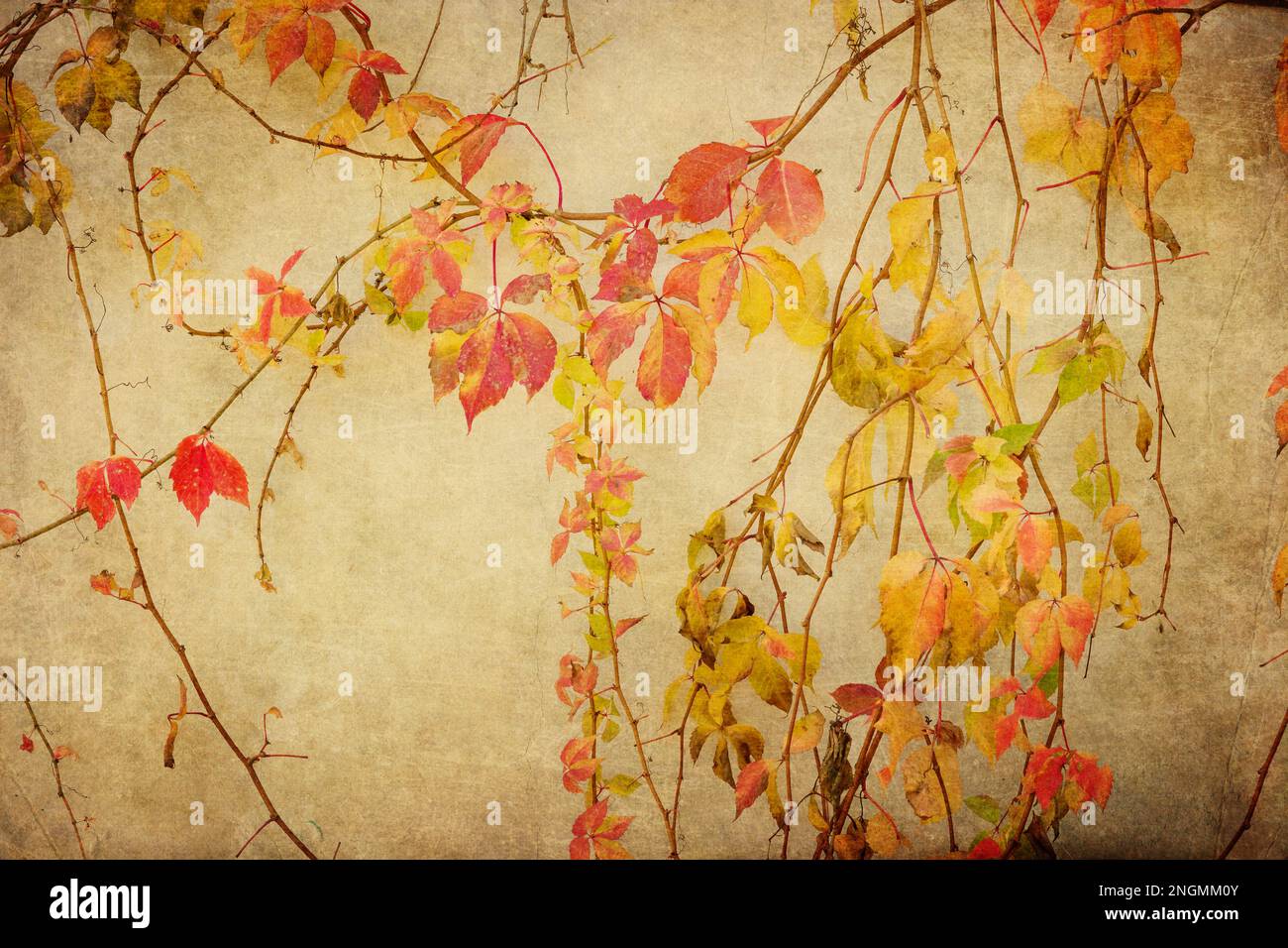 decorative textured background image with autumn colored grapevines Stock Photo