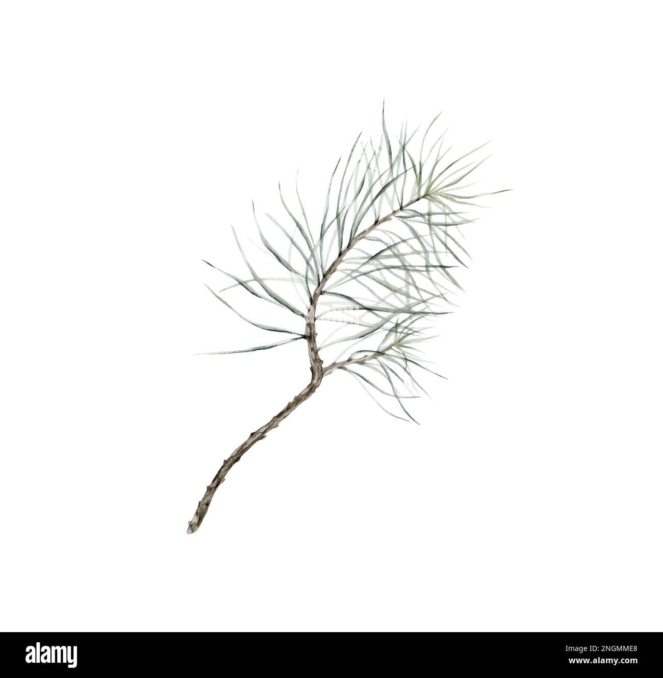isolated watercolor pine branches and cones on white background, can be ...