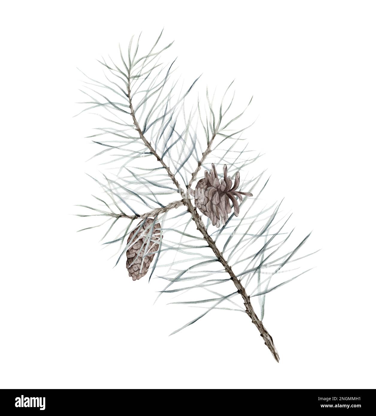 pine branch wiht the cones, watercolor isolated image on white ...