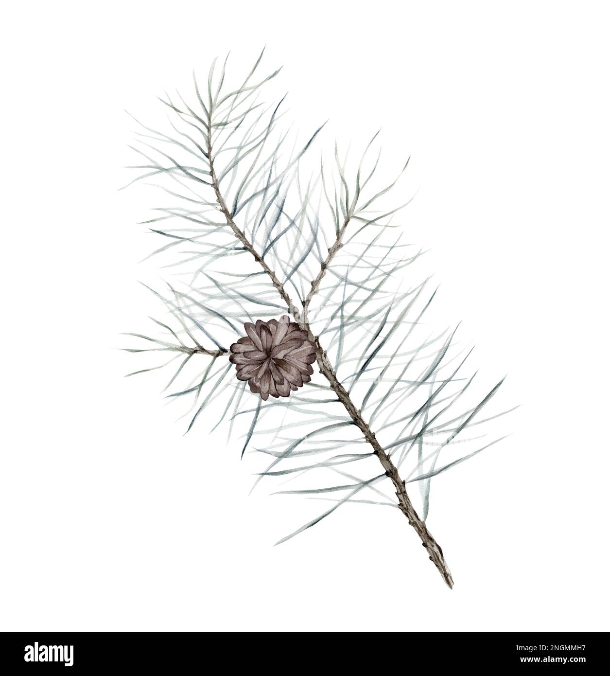 pine branch wiht the cones, watercolor isolated image on white ...