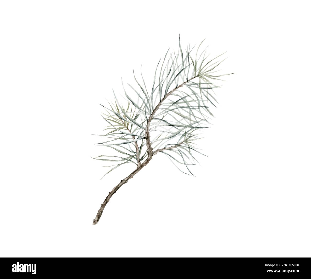 isolated watercolor pine branches and cones on white background, can be ...