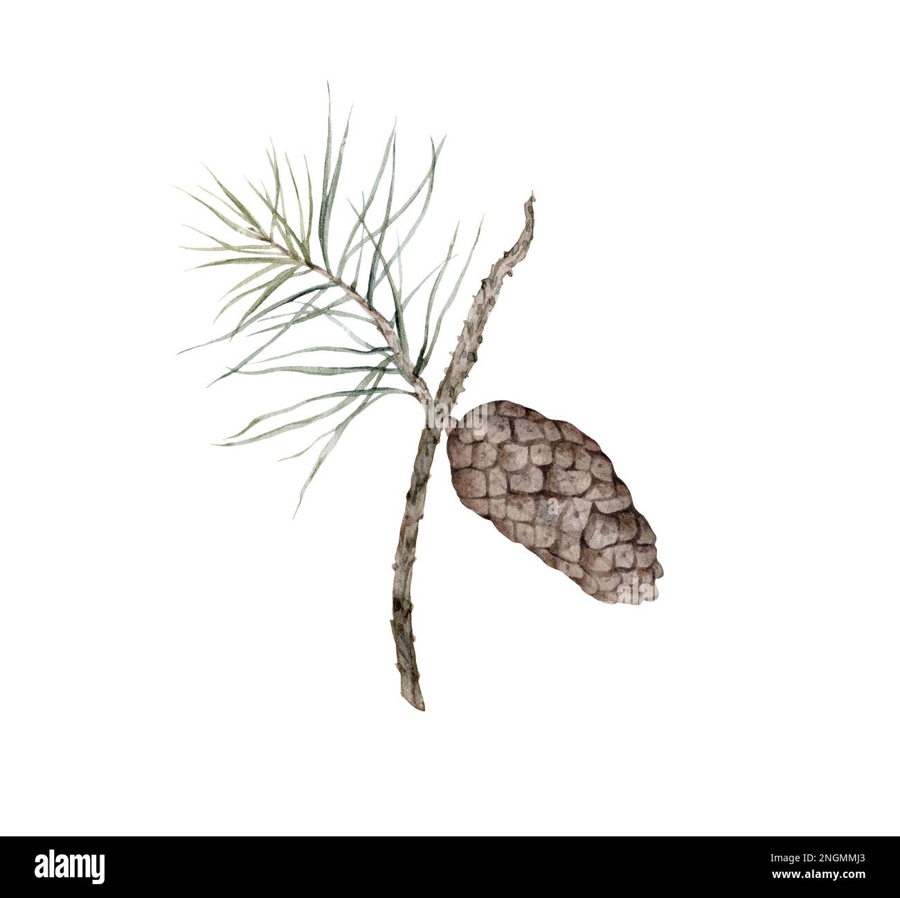 pine branch wiht the cones, watercolor isolated image on white ...