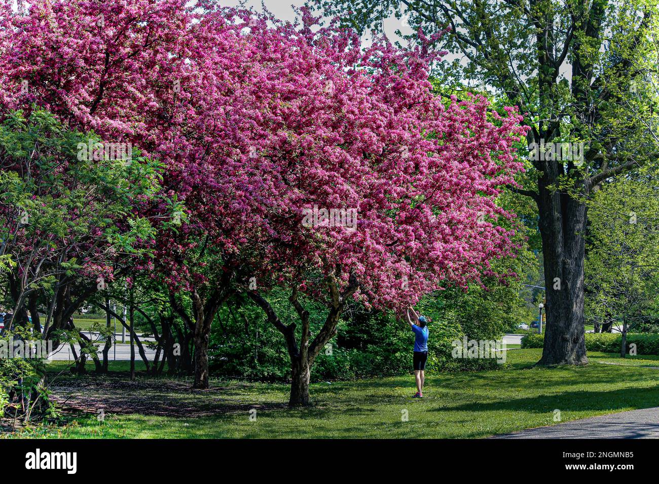 A crabapple tree in full bloom in the spring Stock Photo Alamy