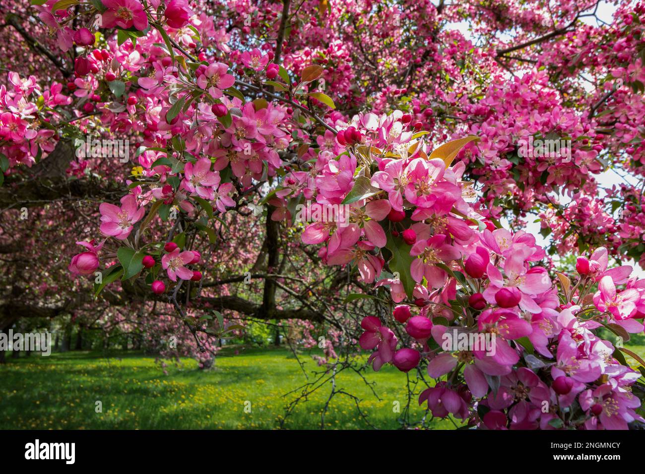 Branches laden with pink blossoms adorn a crabapple tree. Stock Photo