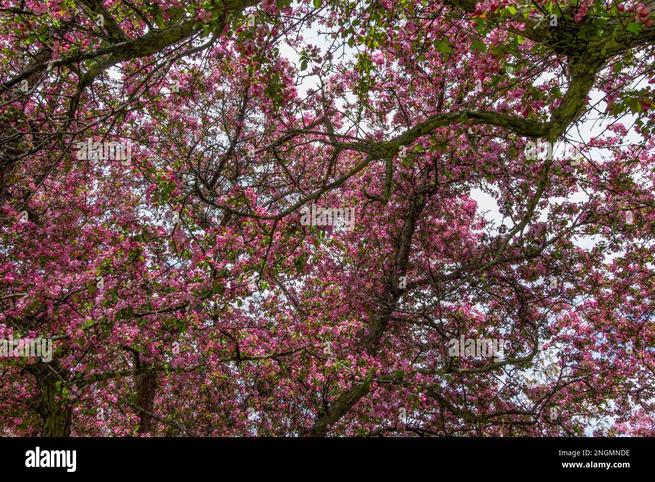 Pink blossoms loom overhead in a gigantic crabapple tree. Stock Photo