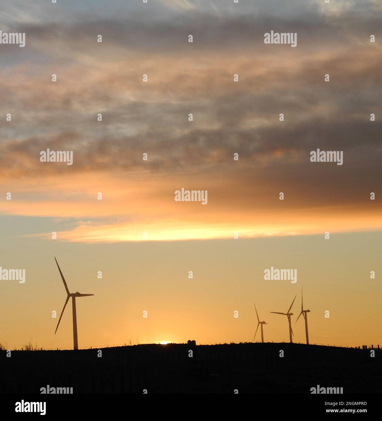 Square format colour image of wind turbines in silhouette against ...
