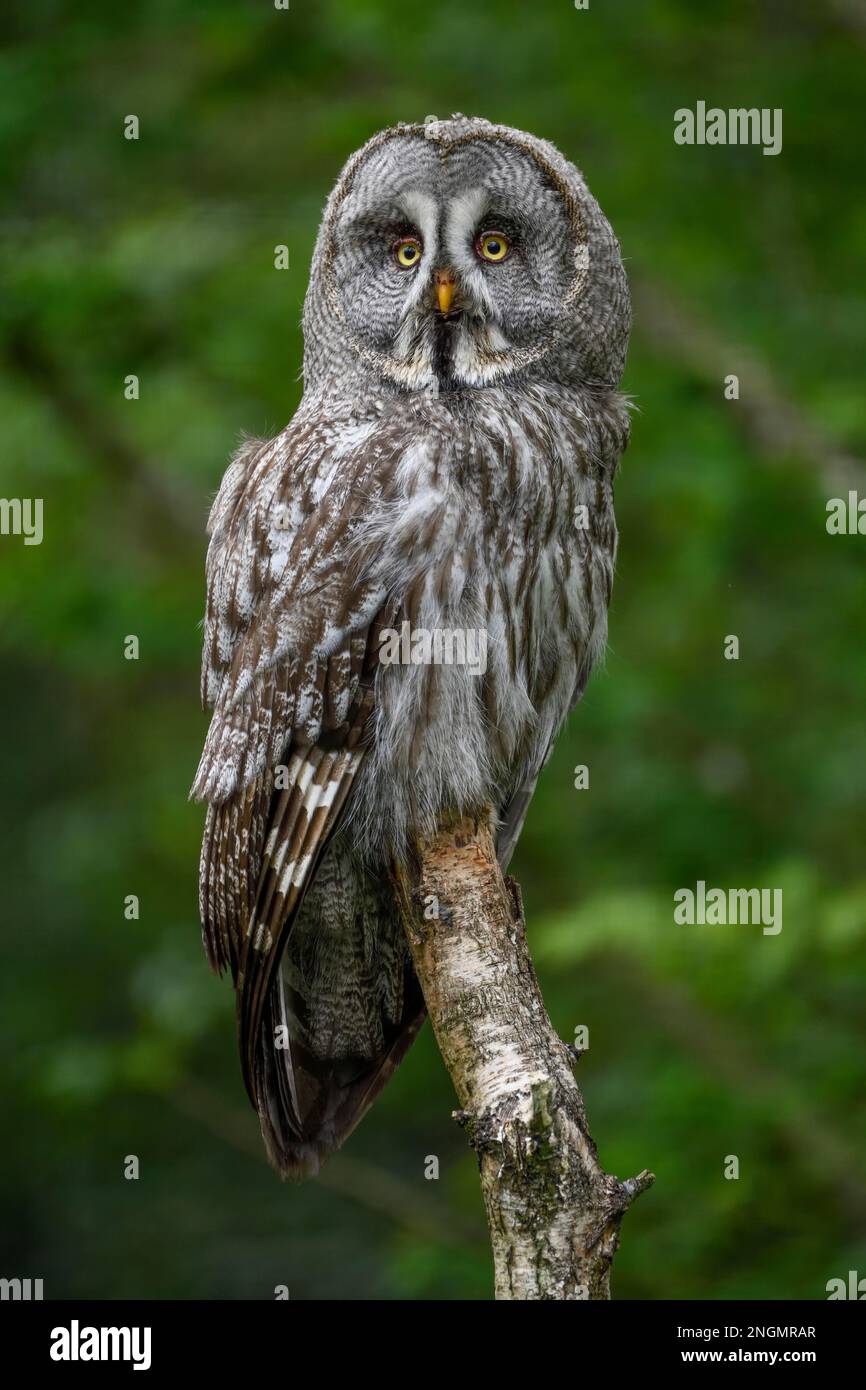 Great grey owl (Strix nebulosa), Parc Animalier de Sainte-Croix, Natural Park, near Rhodes, Moselle, Lorraine, France Stock Photo