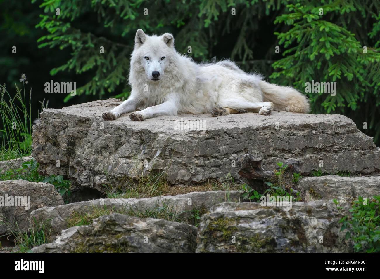 Arctic wolf (Canis lupus arctos), lying on rock, Parc Animalier de Sainte-Croix, Natural Park, near Rhodes, Moselle, Lorraine, France Stock Photo
