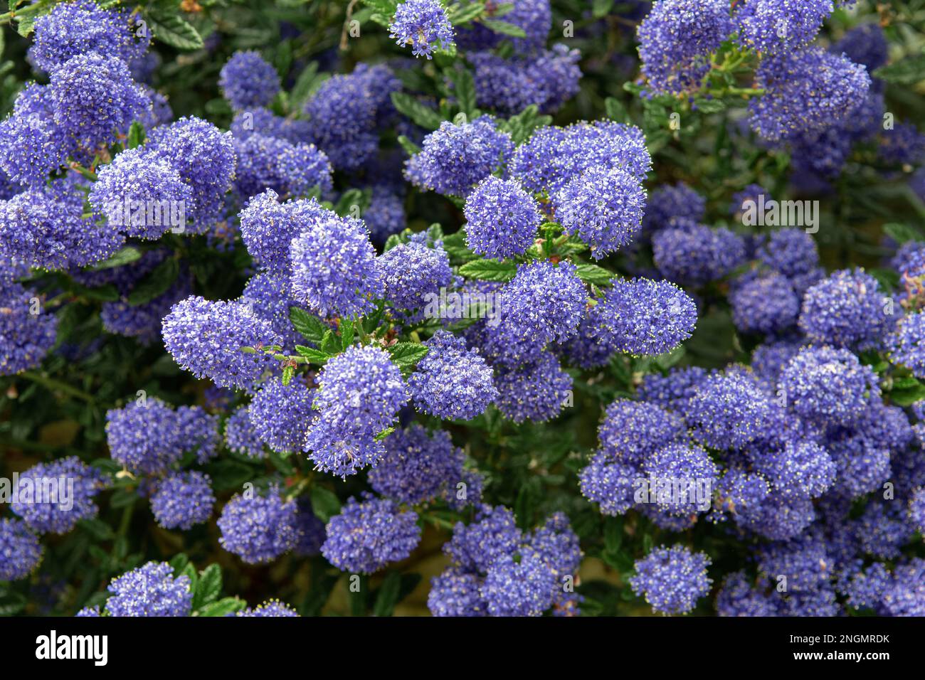 Californian Lilac in full bloom in May Stock Photo Alamy