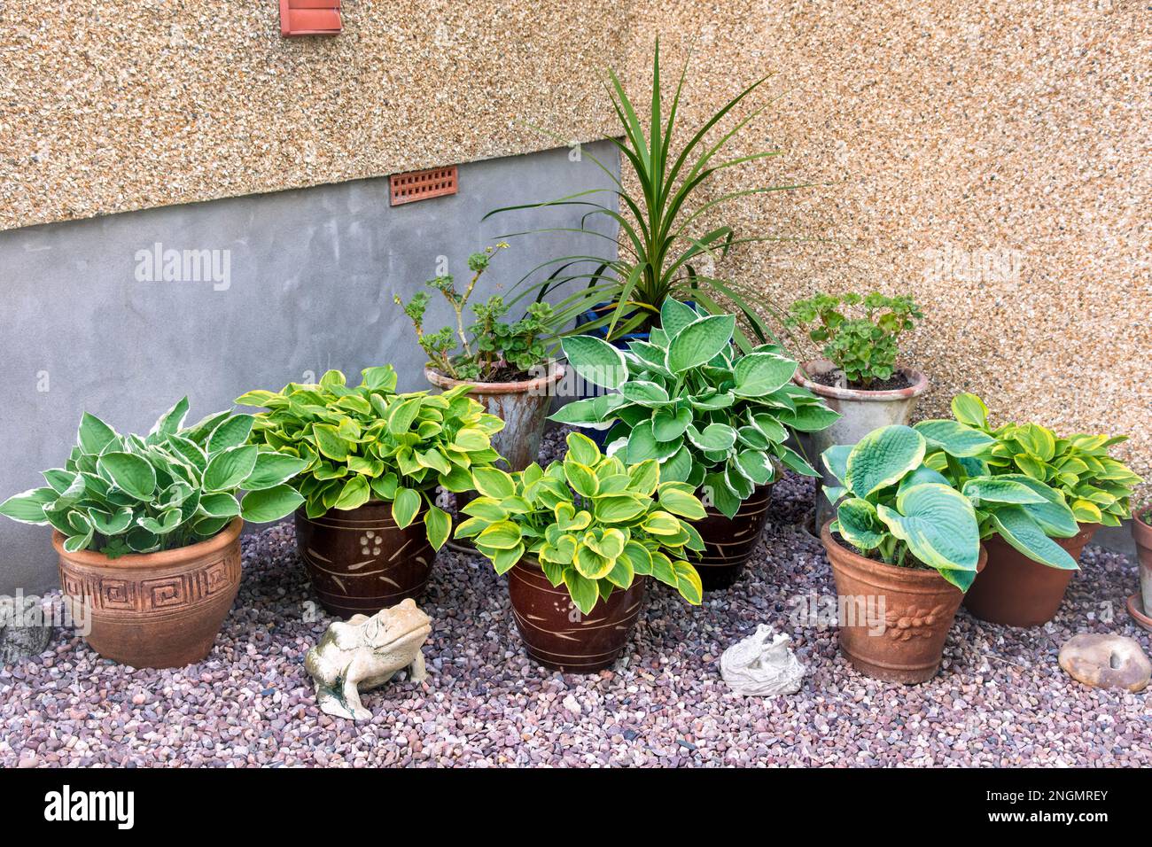 Various Potted Hosta's in corner of garden on gravel with stone frog Stock Photo