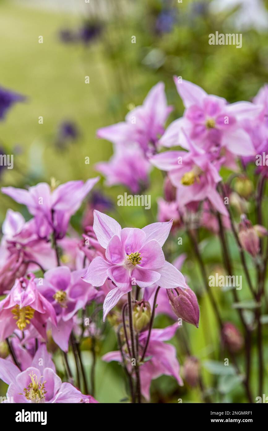 Pink Aquilegias (Columbines) flowering Stock Photo