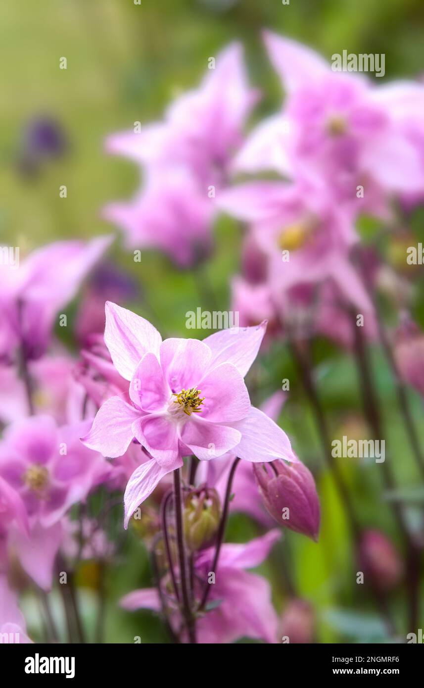 Pink Aquilegias (Columbines) flowering Stock Photo