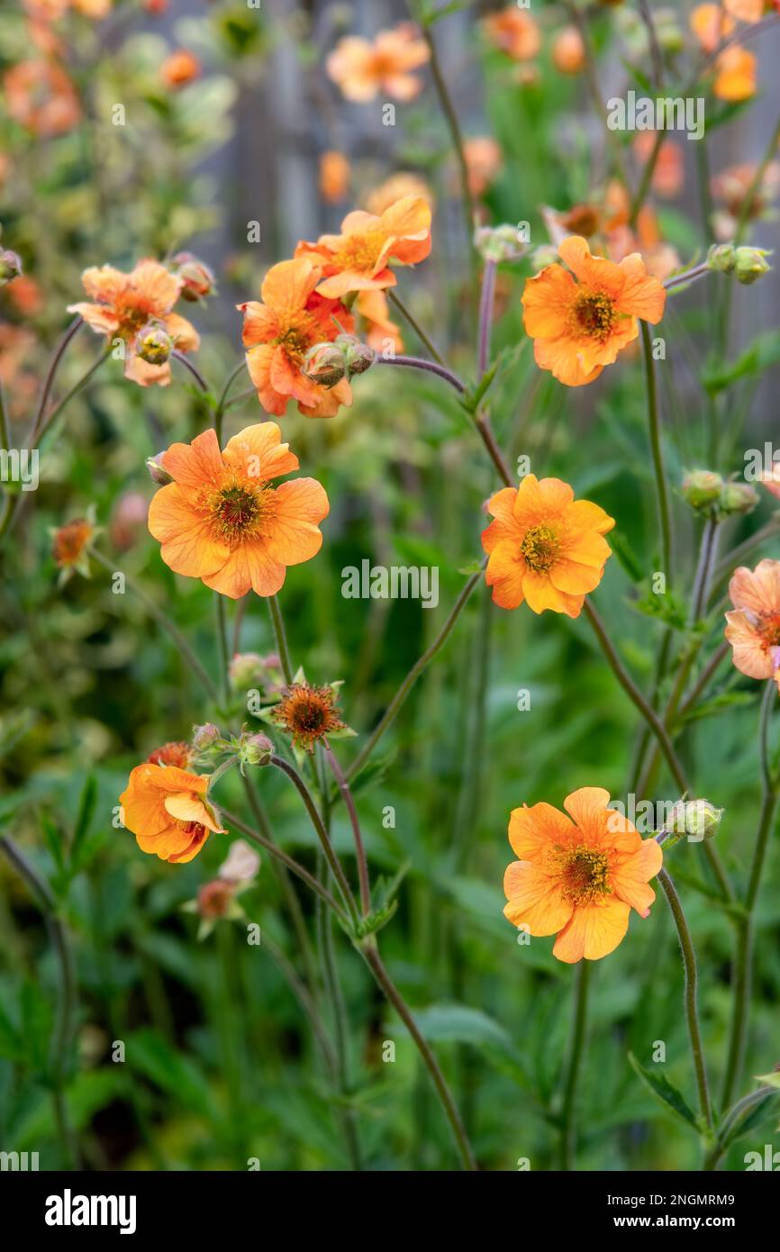 Geum 'Totally Tangerine' in full flower in May Stock Photo