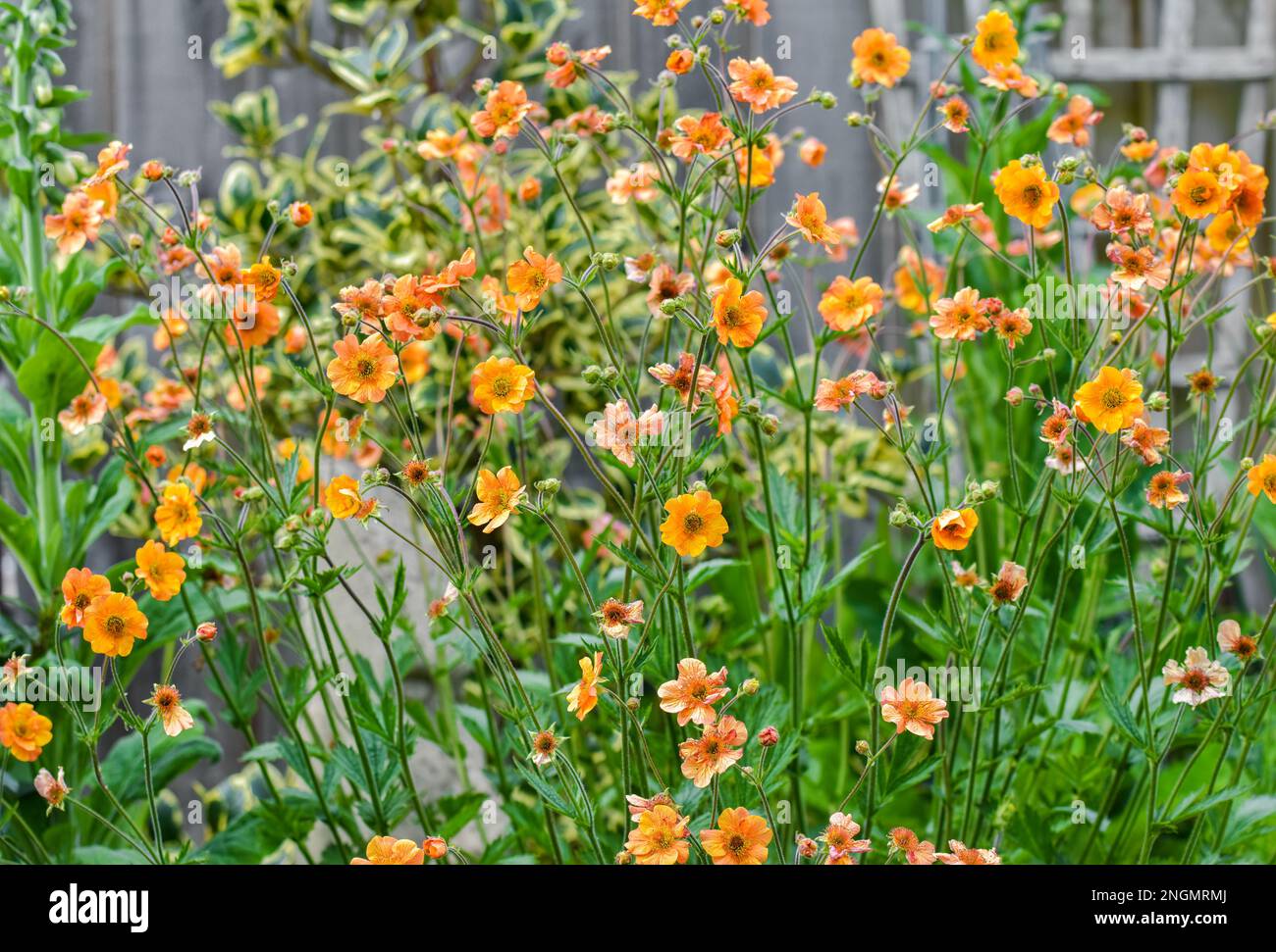 Geum 'Totally Tangerine' in full flower in May Stock Photo