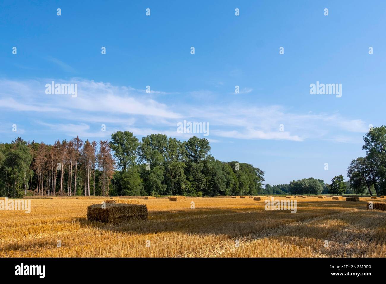 Straw bales on a stubble field Stock Photo - Alamy