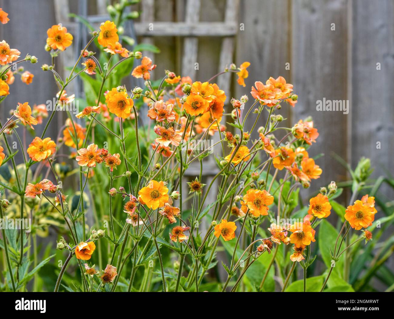 Geum 'Totally Tangerine' in full flower in May Stock Photo