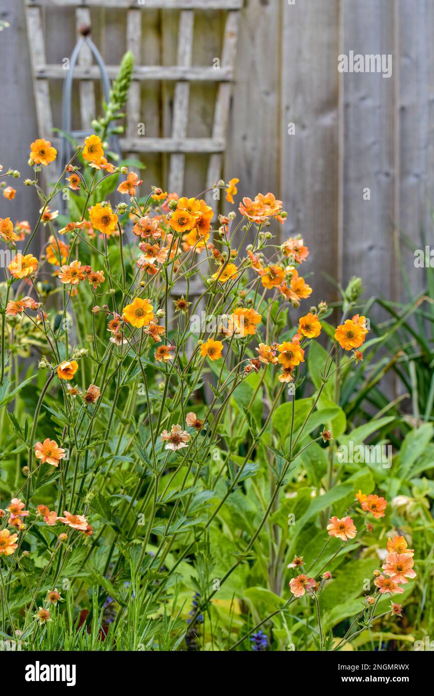 Geum 'Totally Tangerine' in full flower in May Stock Photo