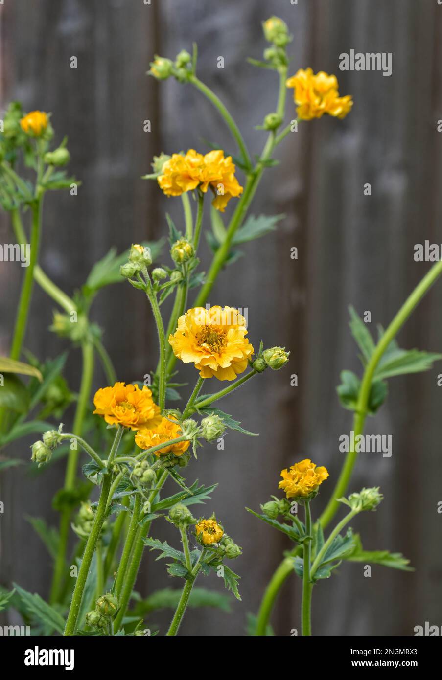 Yellow flowering Geum in full flower in May 'Lady Stratheden' variety Stock Photo