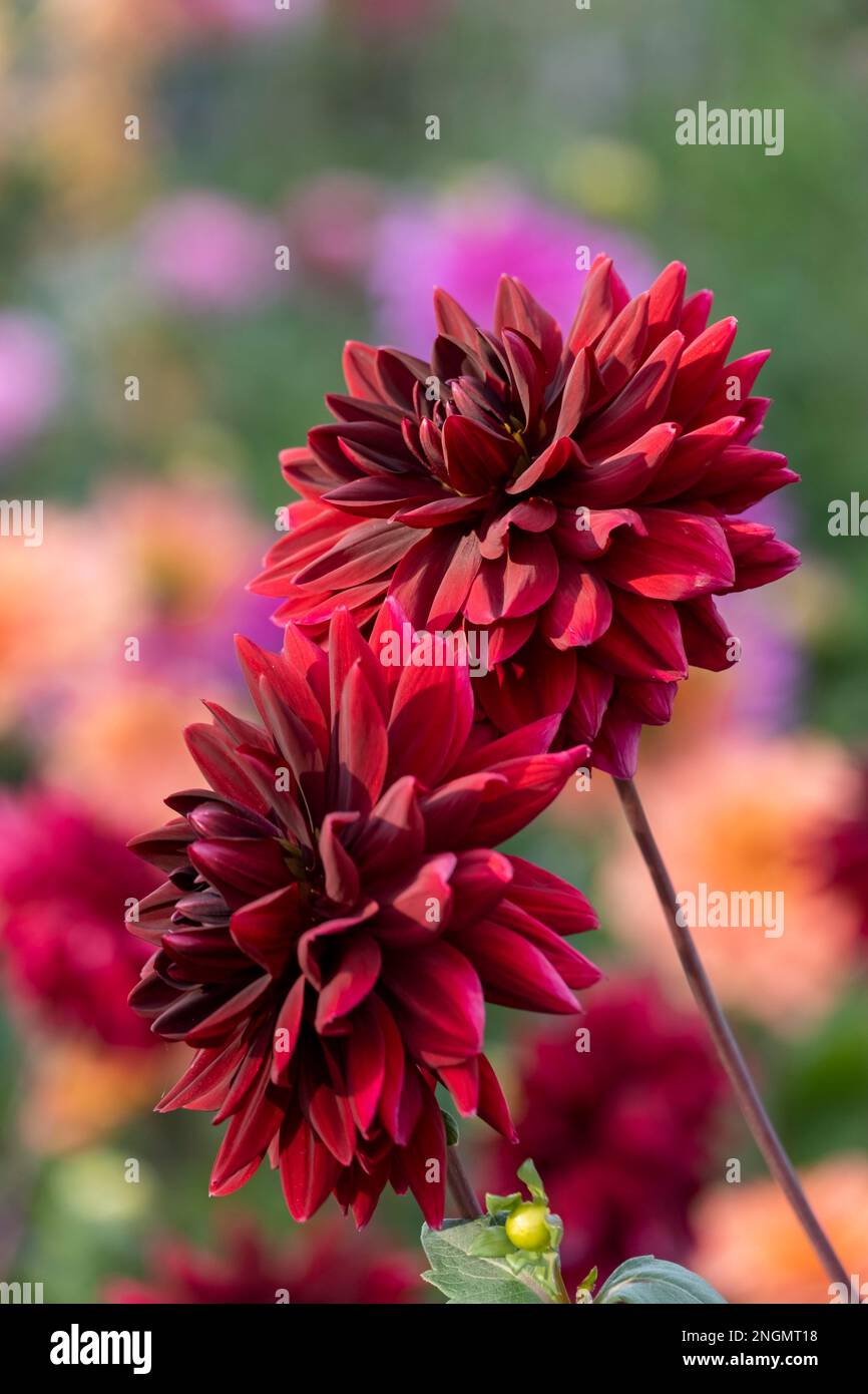 Dark Red dahlias (Dahlia Stock Photo - Alamy