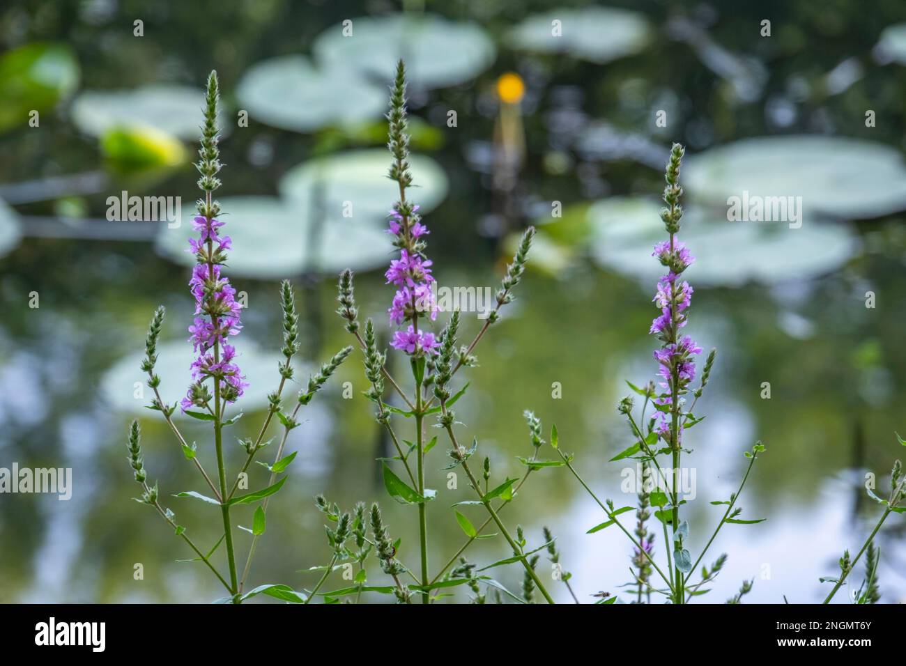 Purple loosestrife (Lythrum salicaria) Stock Photo