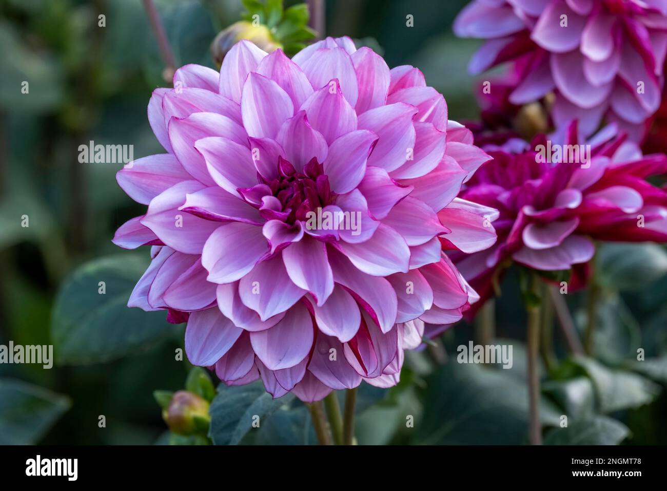 Wet dahlias hi-res stock photography and images - Alamy