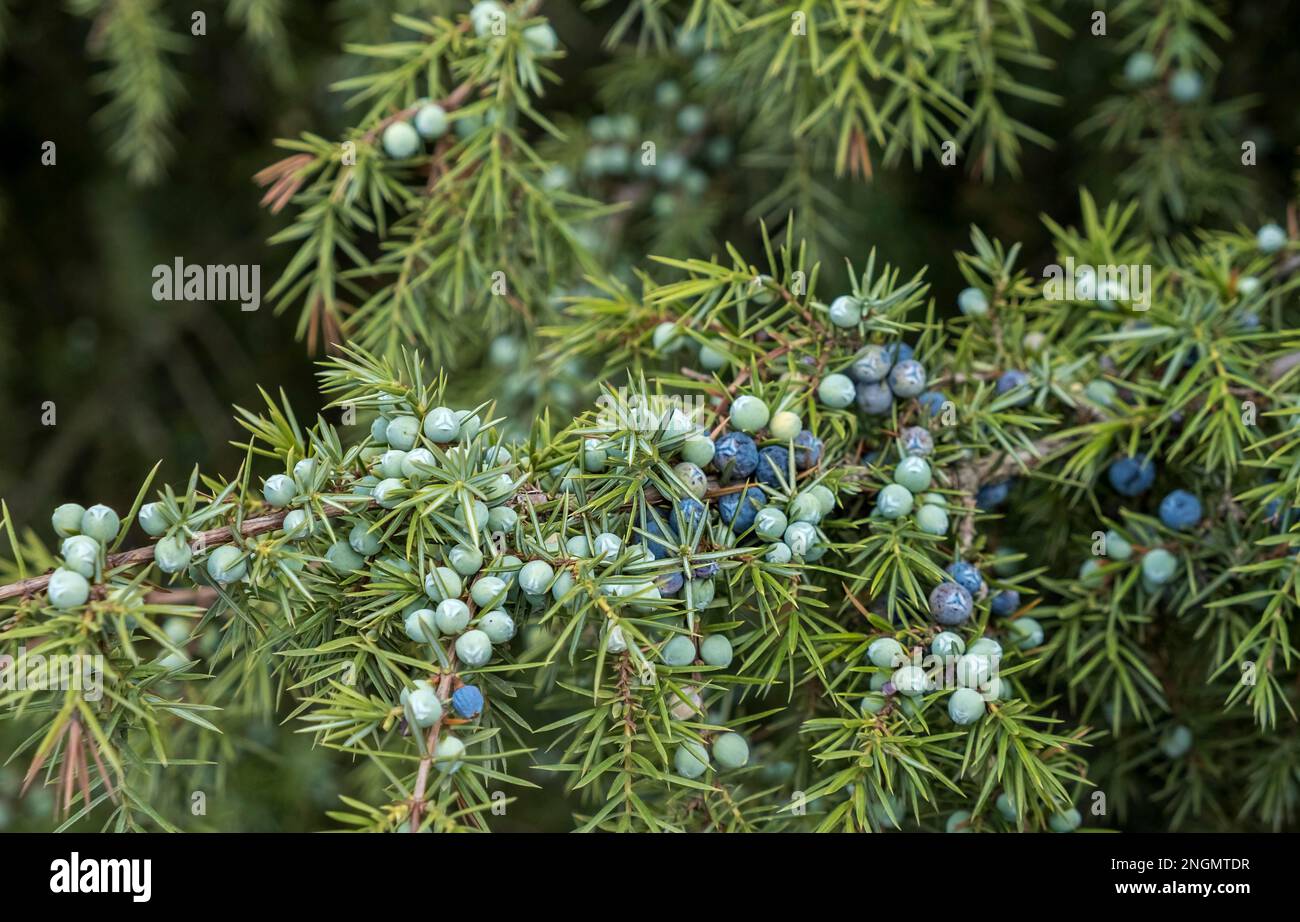 Common Juniper (Juniperus communis Stock Photo Alamy