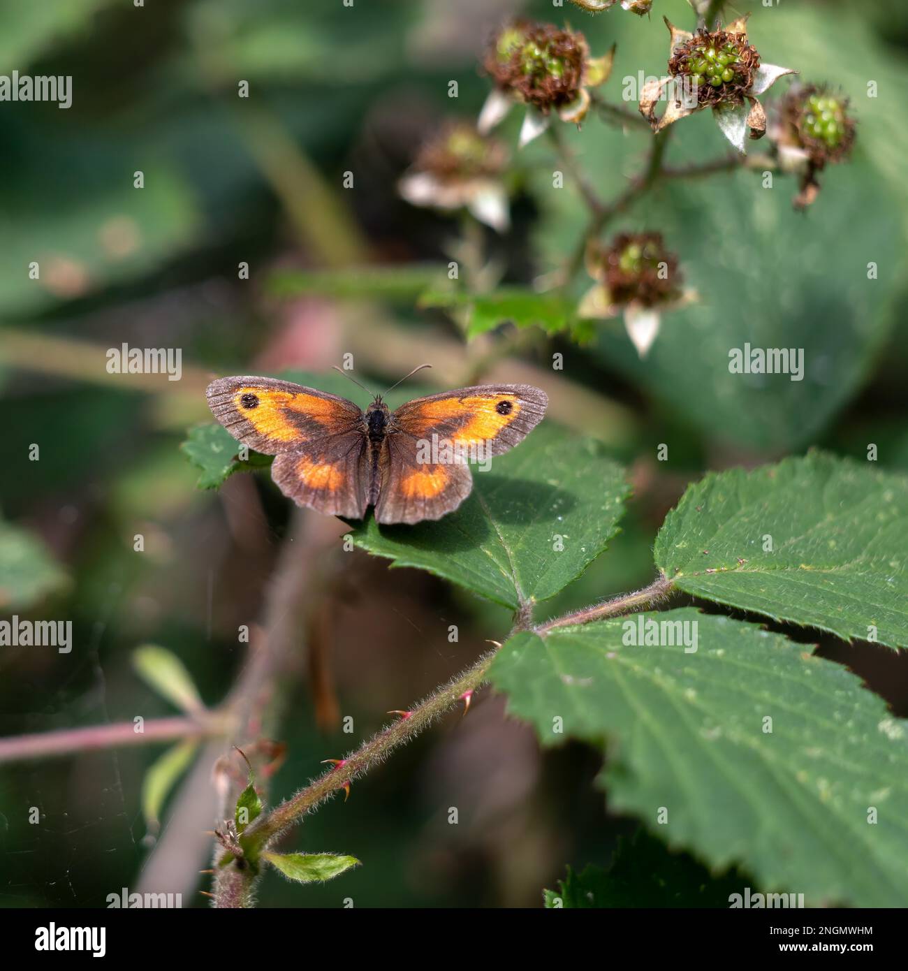 Gatekeeper butterfly on a green leaf hi-res stock photography and ...
