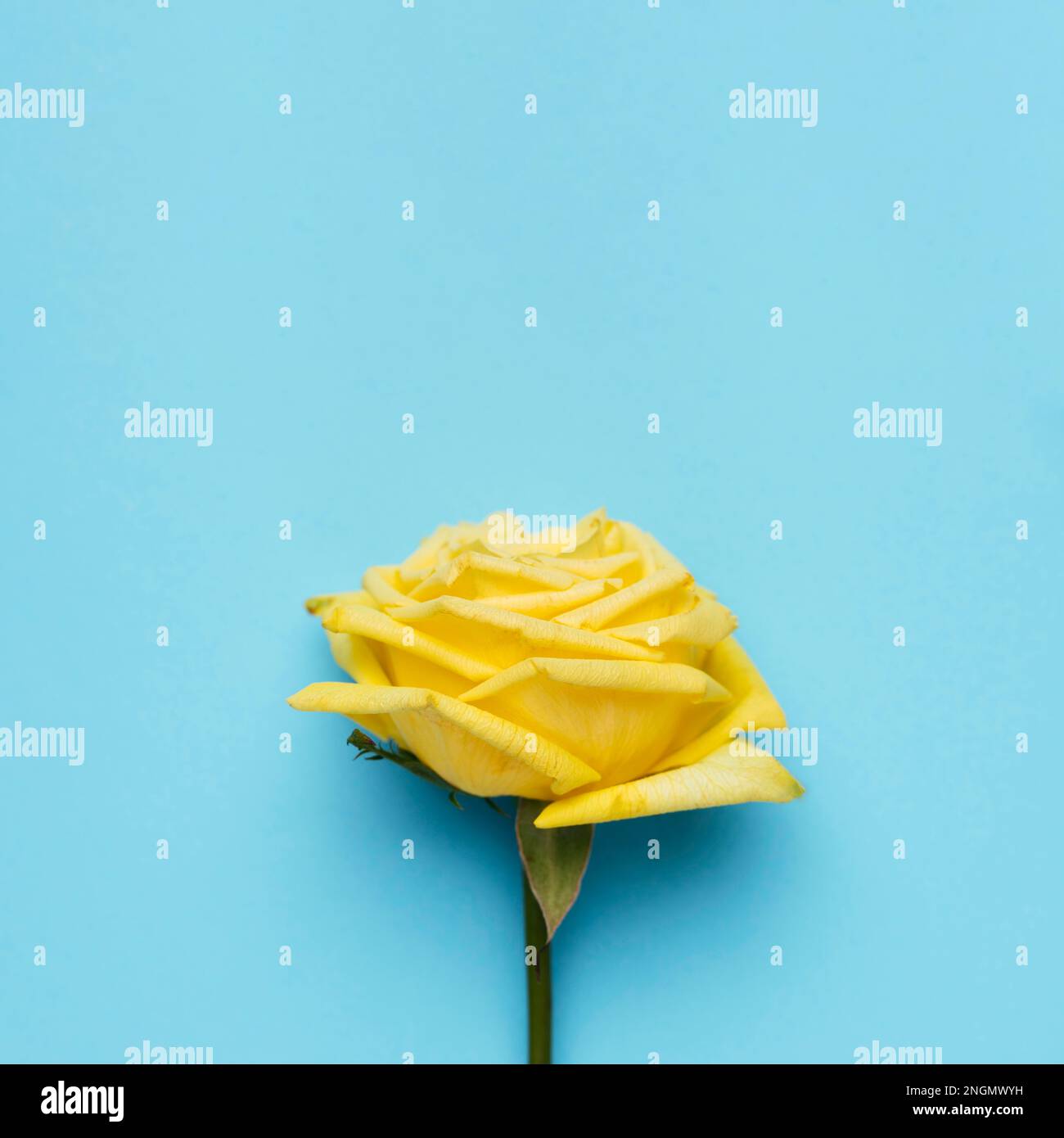beautiful yellow rose blue background. High resolution photo Stock