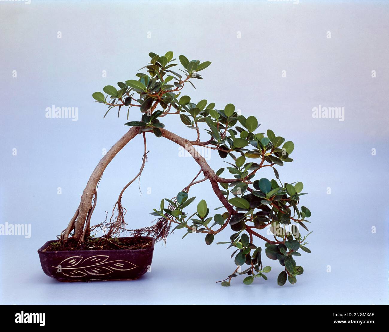 Semi cascade style hi-res stock photography and images - Alamy