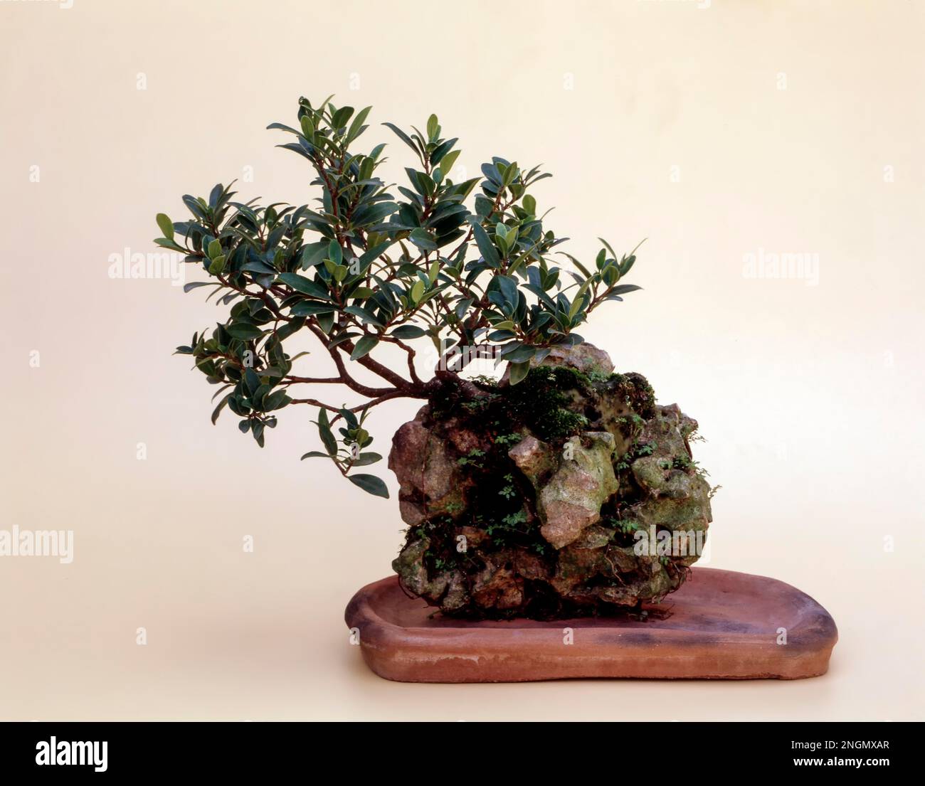 Bonsai Ficus Salicifolia Style Clinging to the Rock, India Stock Photo Alamy