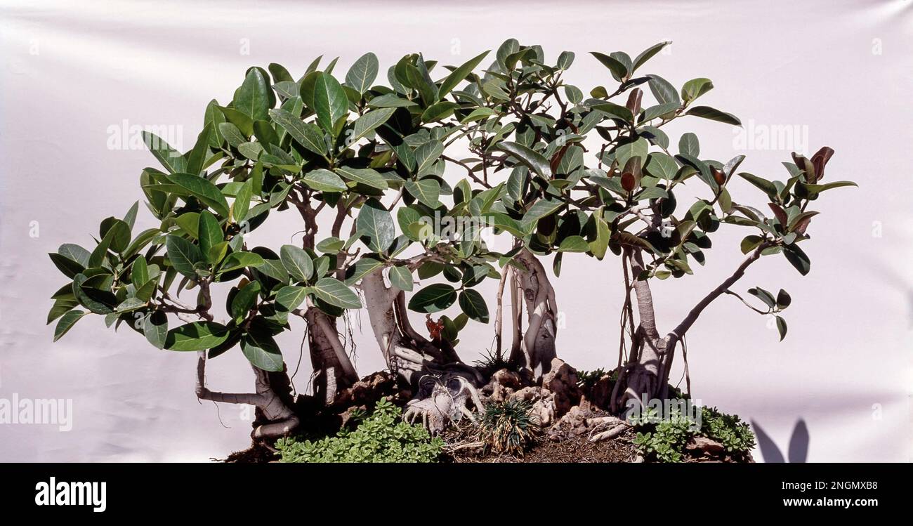 Bonsai, A Group of 5 Banyan Trees (Ficus Benghalensis) over the Rock