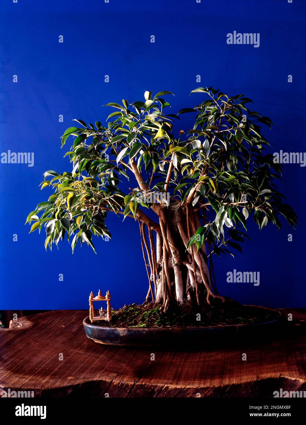 Bonsai plant hires stock photography and images Alamy