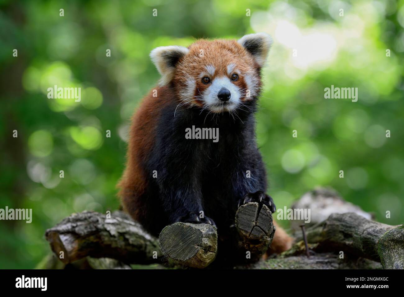 Red panda (Ailurus fulgens), Parc Animalier de Sainte-Croix, nature park Park, near Rhodes, Departement Moselle, Lorraine, France Stock Photo