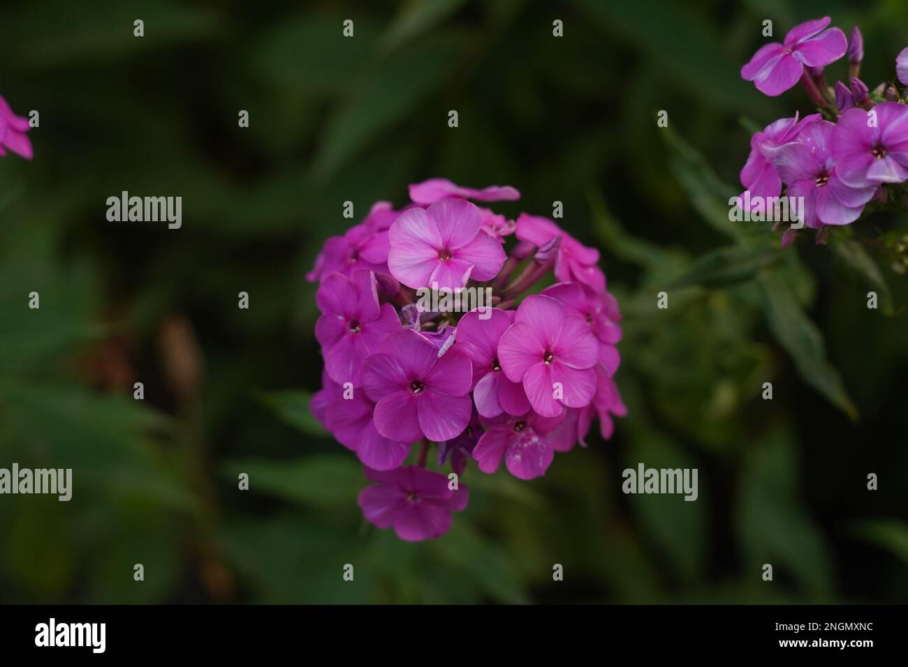 Purple flame flowers of phlox close up. Stock Photo