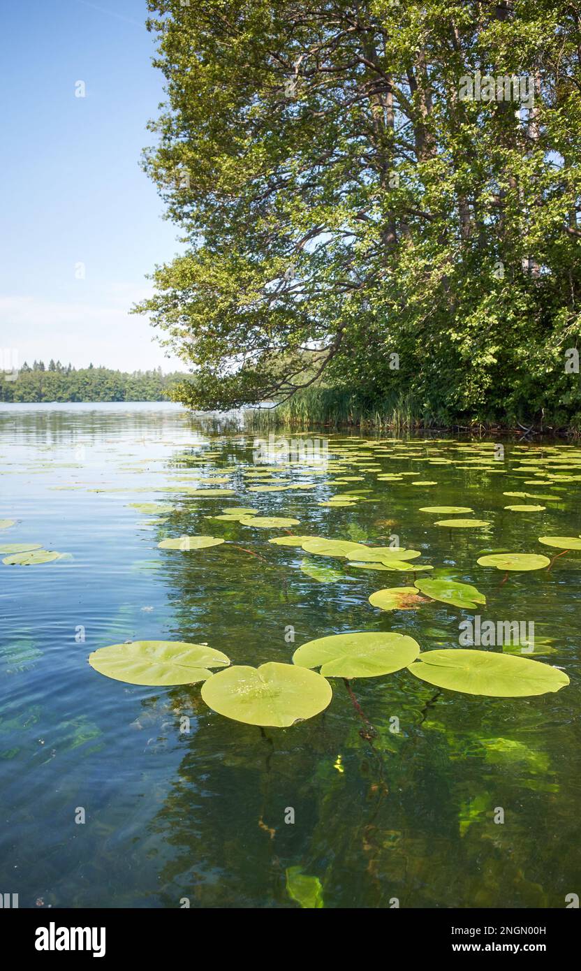Lake of lilies hi-res stock photography and images - Alamy