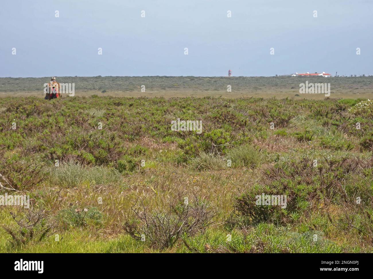 view over maritime heath towards Capo de Sao Vicente with shepherd  Costa Vicentina NP, Portugal             April Stock Photo